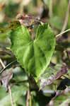 Creeping cucumber